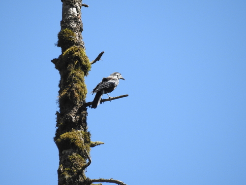 Southern Nutcracker
