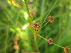 Juncus marginatus