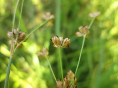 Juncus marginatus