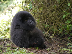 Gorilla beringei beringei