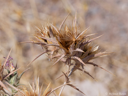 Red Toothed Star-thistle