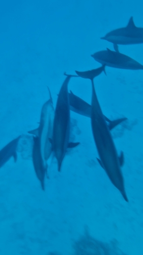 Stenella longirostris
