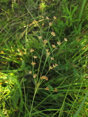 Juncus marginatus