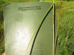 Juncus marginatus