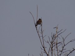 Spizella atrogularis