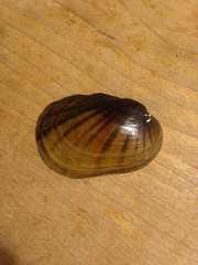 Lampsilis straminea
