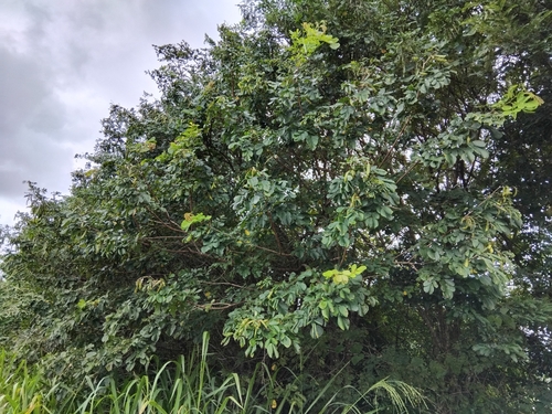 Mimosa caesalpiniifolia