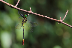 Phyllomacromia trifasciata