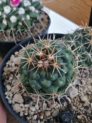 Coryphantha ottonis