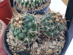 Coryphantha ottonis