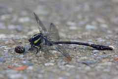 Macrogomphus parallelogramma