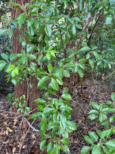 Cinnamomum camphora observed 2025-09-15