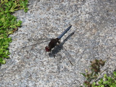 Erythrodiplax melanorubra