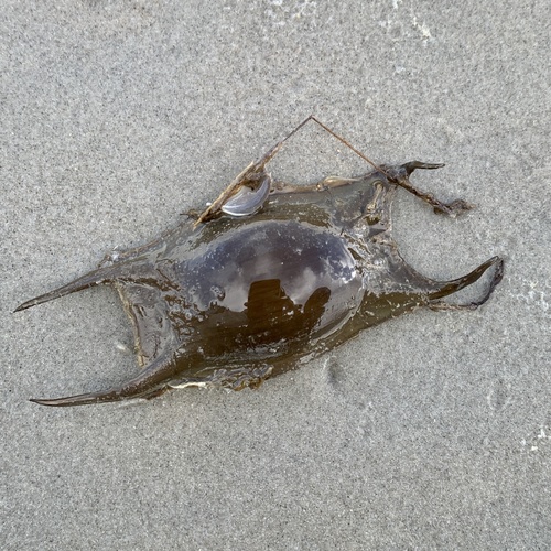Thornback Skate, Netherlands, photo 9 of 10