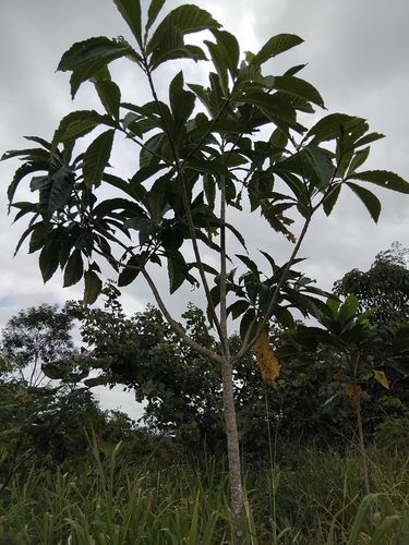 Genipap Tree