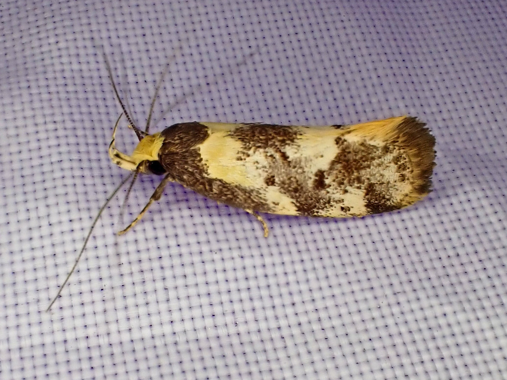 Eulechria marmorata