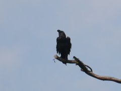 Corvus albicollis
