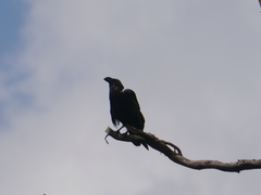 Corvus albicollis