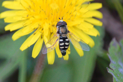 Unknown species found near Gillette, WY, USA