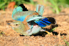 Coracias garrulus garrulus