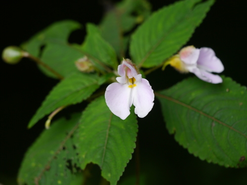 Impatiens burtonii, photograph 3