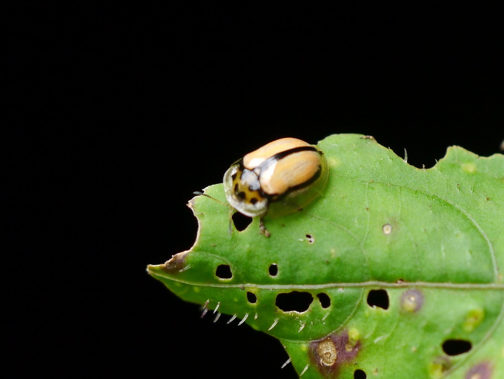 Aethiopocassis cinctidorsum