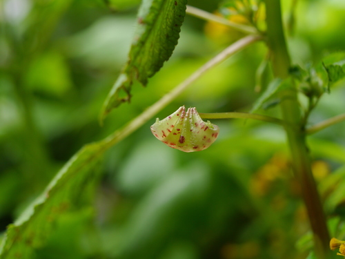 Impatiens burtonii, photograph 4