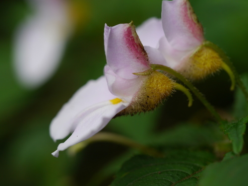 Impatiens burtonii, photograph 5