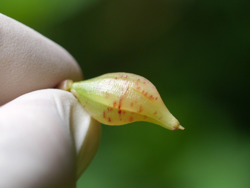 Impatiens burtonii, photograph 2