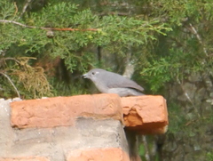 Melaenornis fischeri