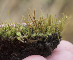 Fossombronia pusilla