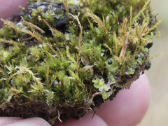 Fossombronia pusilla