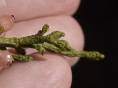 Phoradendron juniperinum