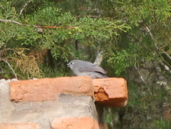 Melaenornis fischeri