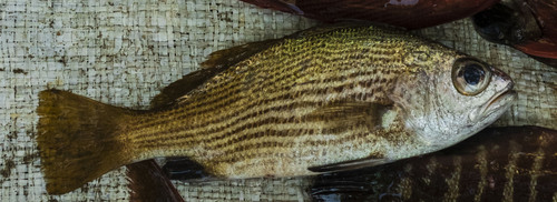 Geeloog-ombervis (Odontoscion xanthops) — Sciaenidae — 2