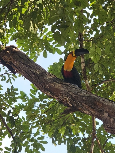 Ariel Toucan