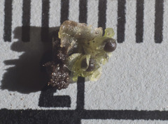 Fossombronia pusilla