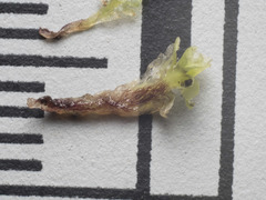 Fossombronia pusilla