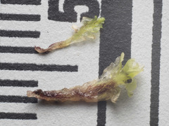 Fossombronia pusilla