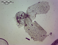 Fossombronia pusilla
