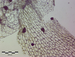 Fossombronia pusilla