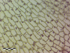 Fossombronia pusilla