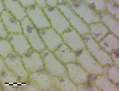 Fossombronia pusilla