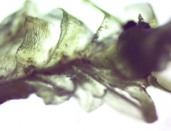 Fossombronia pusilla