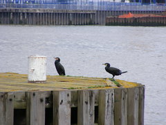 Phalacrocorax carbo