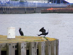 Phalacrocorax carbo