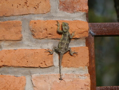 Acanthocercus atricollis