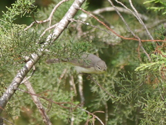 Phylloscopus trochilus