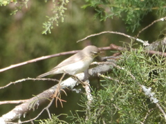 Phylloscopus trochilus