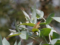 Coccopygia quartinia